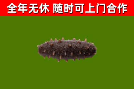 牧野区烟酒回收干海参.jpg